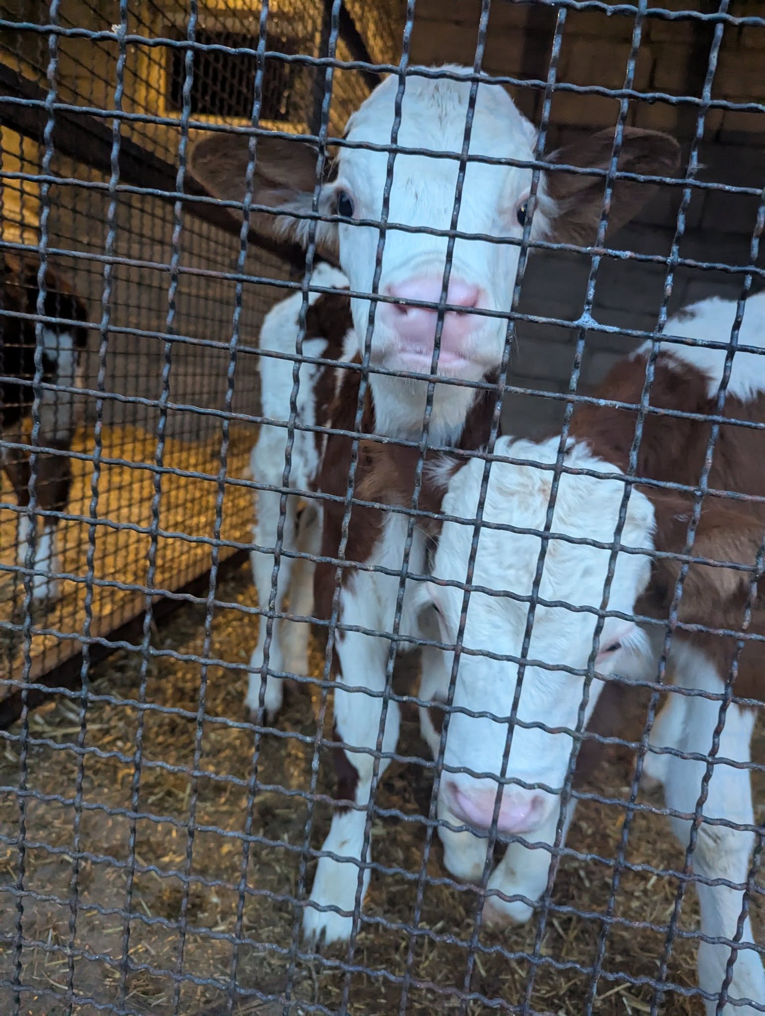 ფერმის კადრი 2